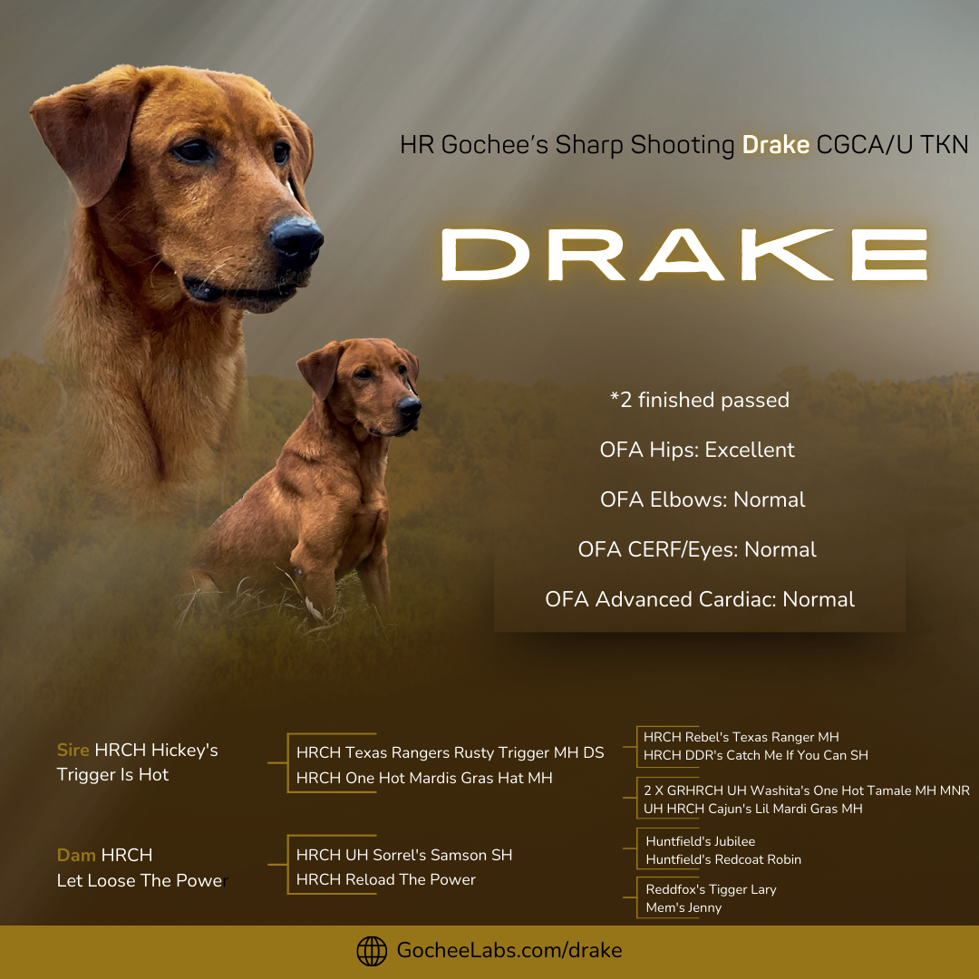 Fox Red Lab Stud - HR Drake CGCA/U TKN