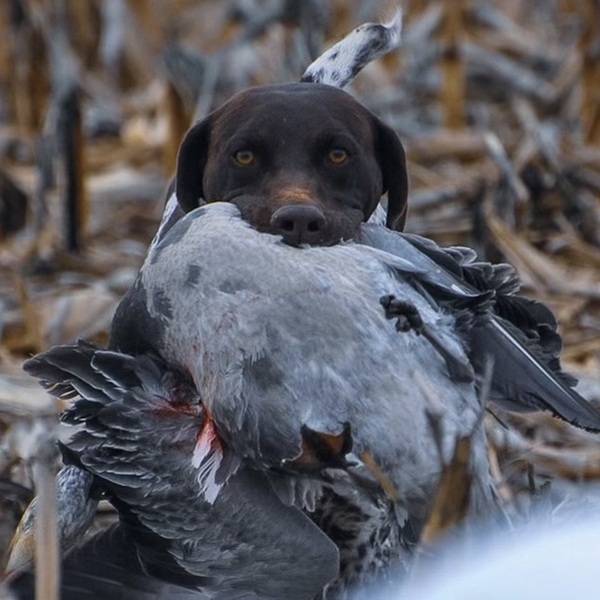 Dec 24GSP Litter Announcem KS