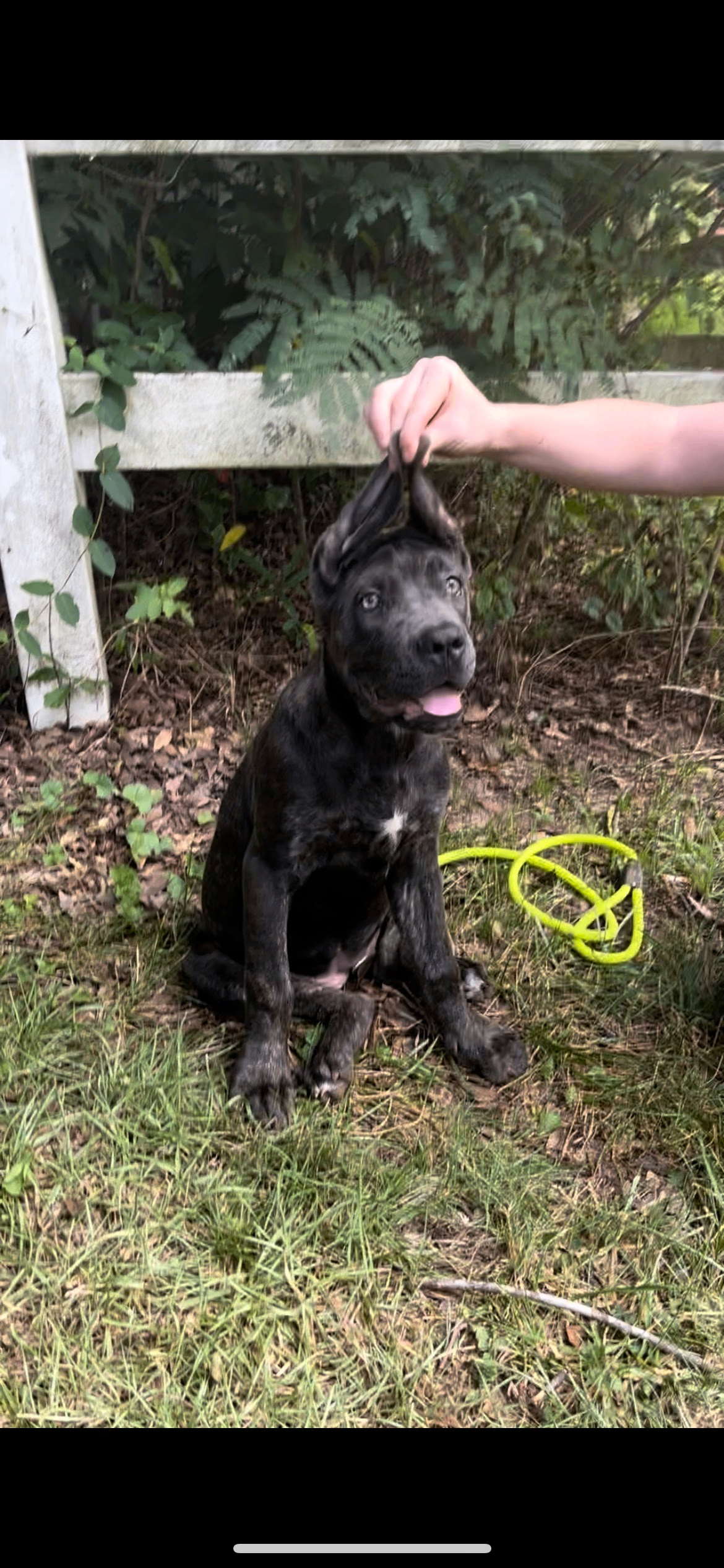 Cane Corso