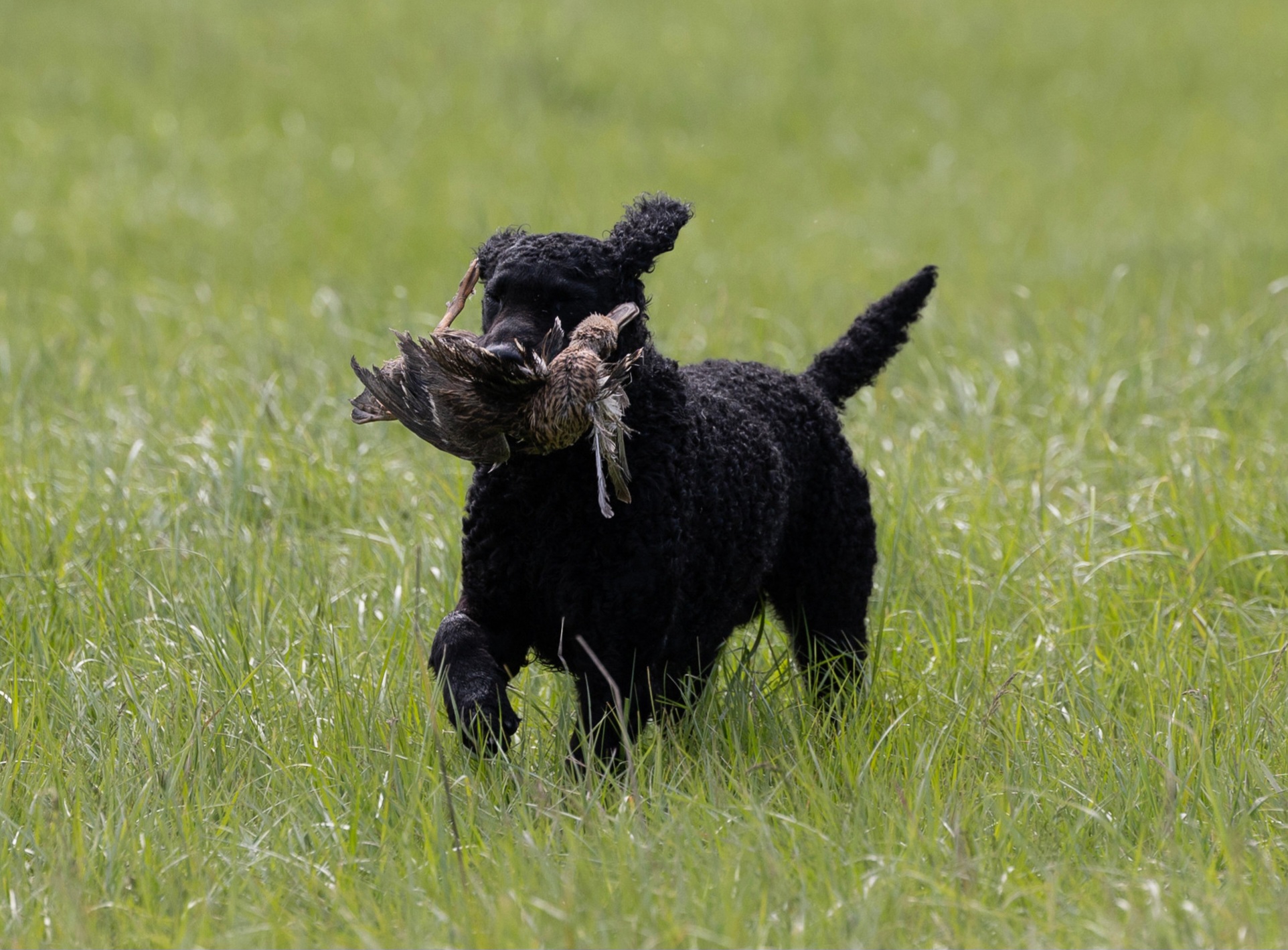 Curly coated retrievers