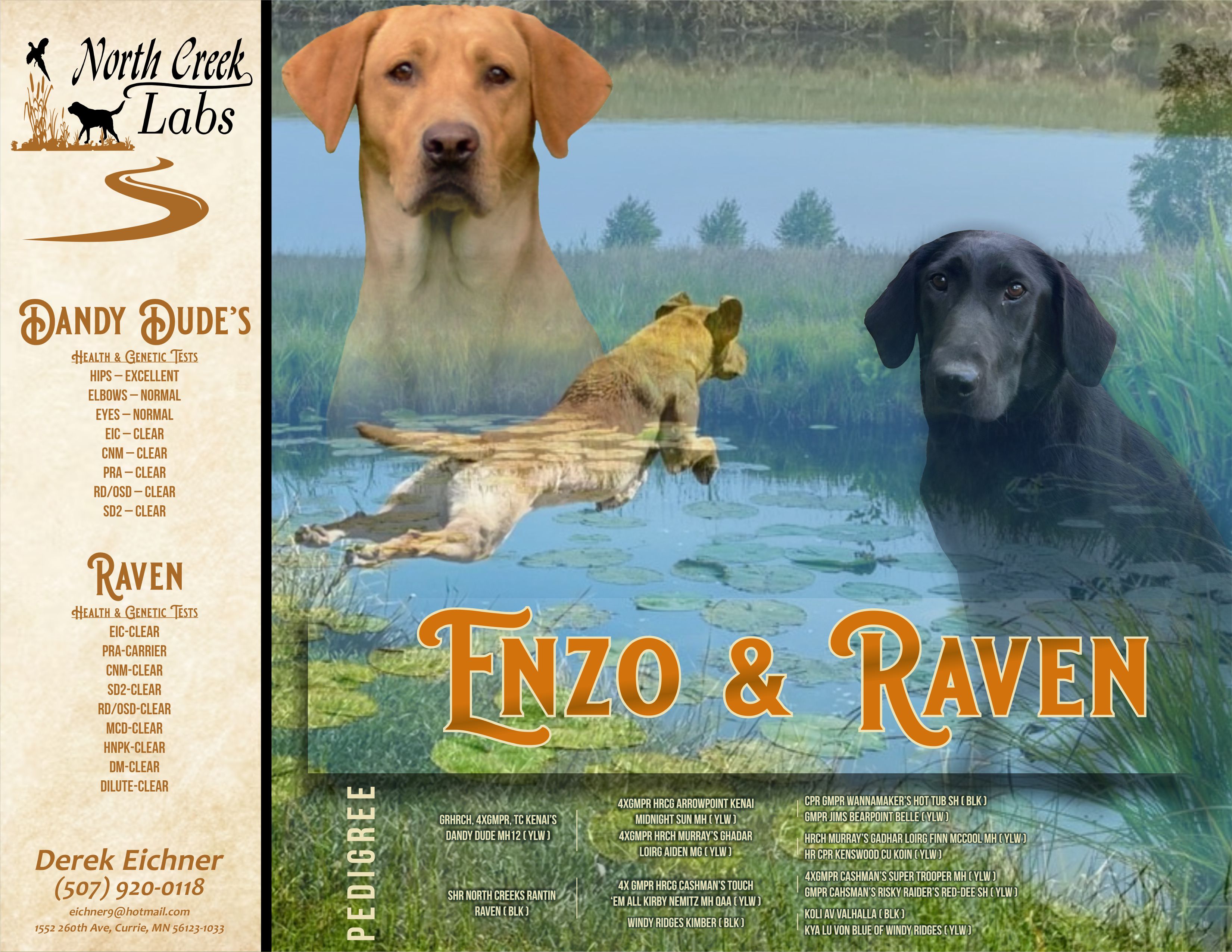 GRHRCH 4xGMPR TC Kenai’s Dandy Dude MH12 x SHR North Creeks Rantin Raven