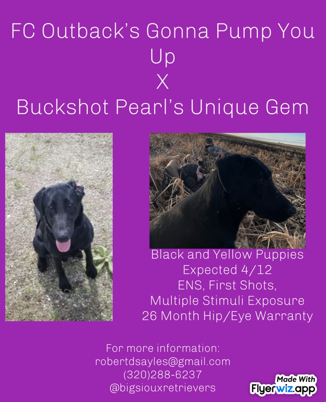 AKC Black Labradors