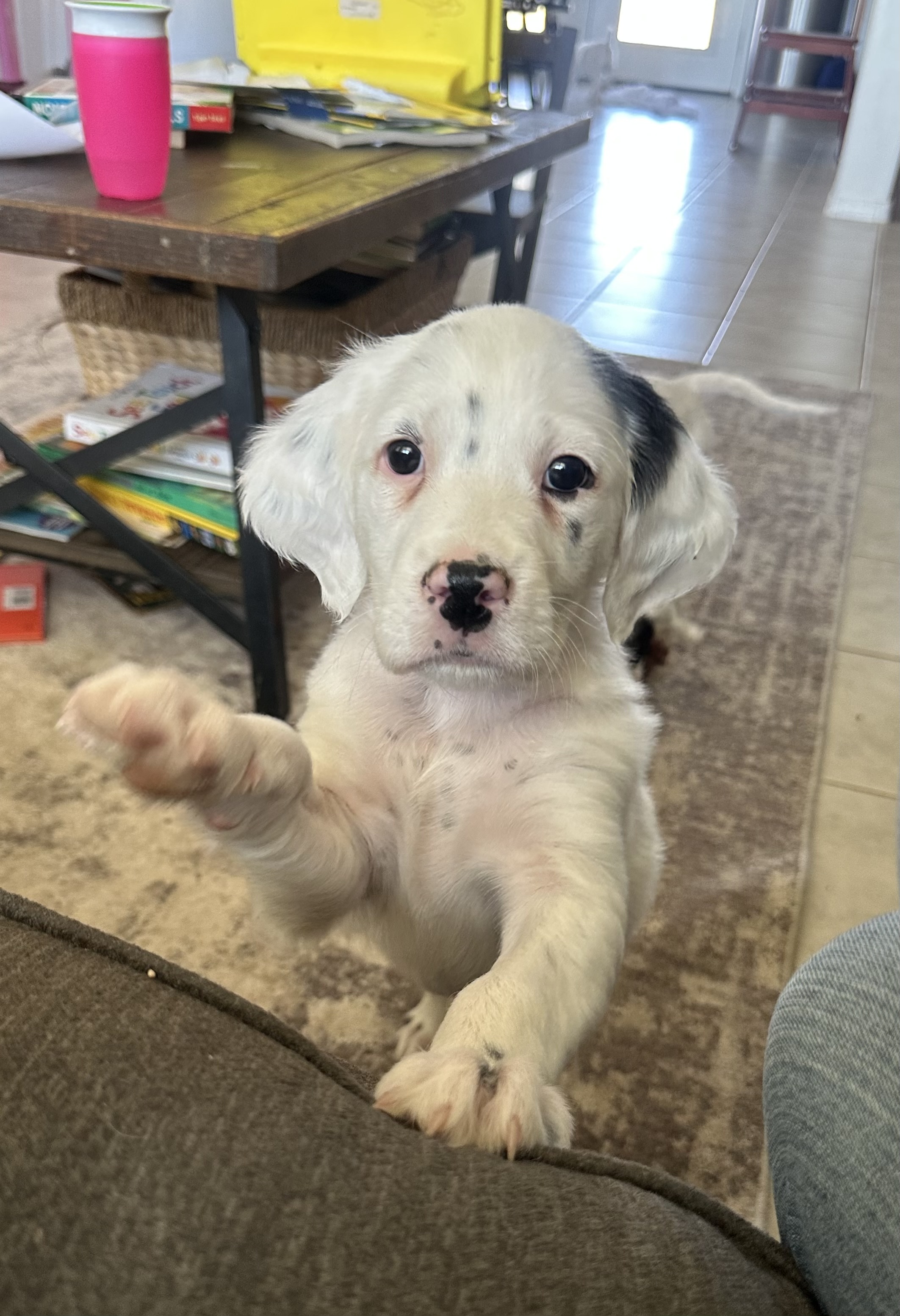 Double Bred Erin’s Hidden Shamrock puppies