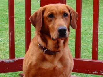 Record Setting Fox Red Labrador Proven Stud