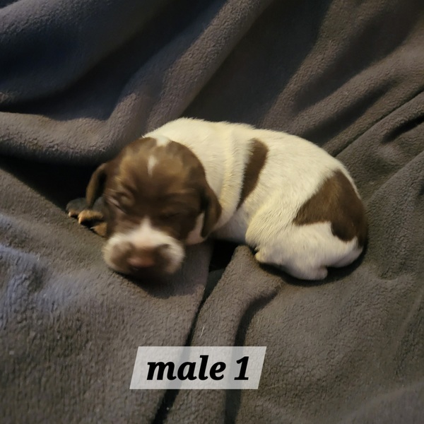 AKC GERMAN SHORTHAIR POINTER PUPPIES