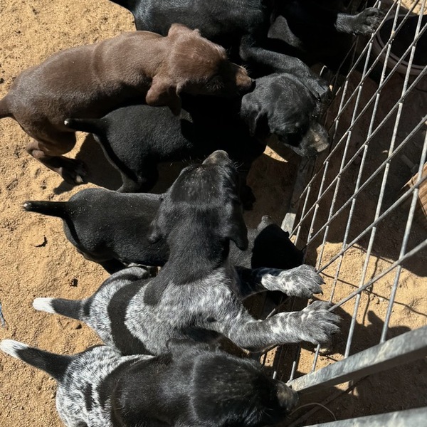 GSP puppies