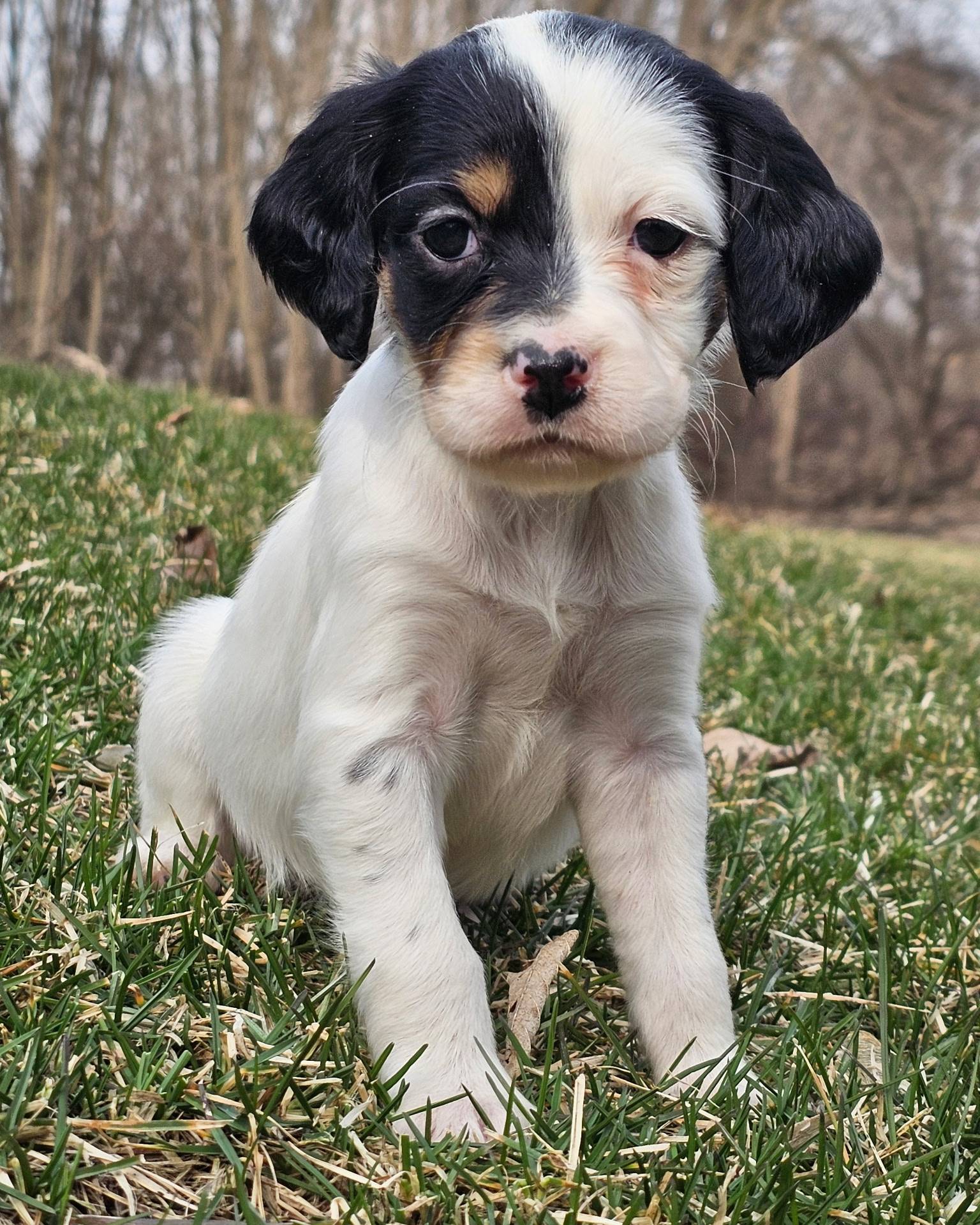 English Setter