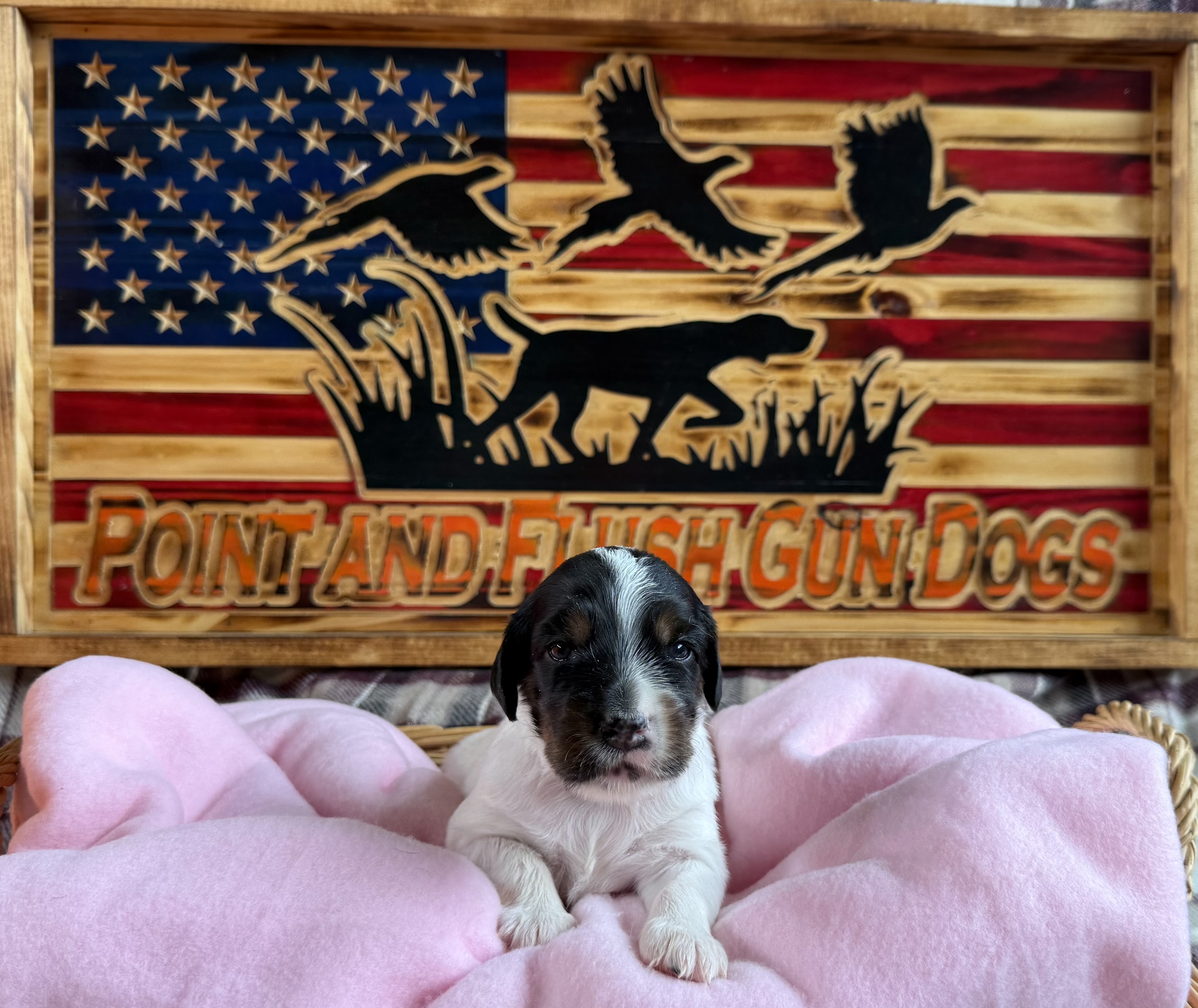 English Setter Puppies