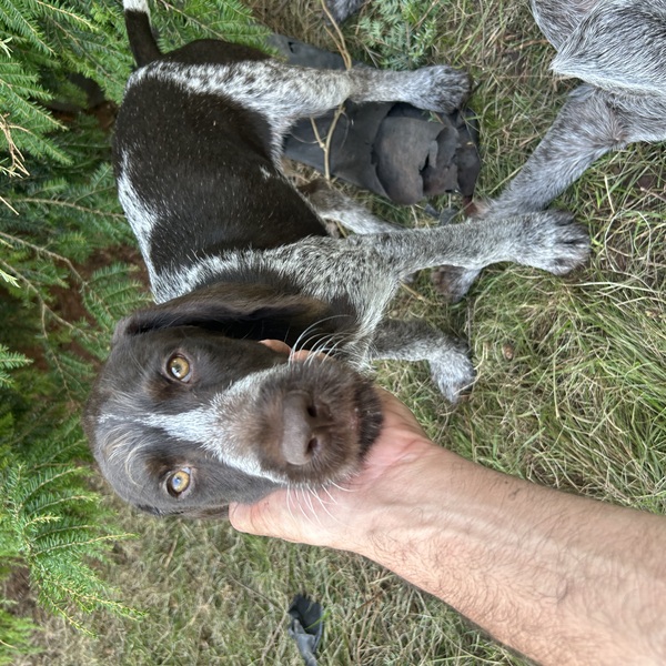 German WireHaired Pointers