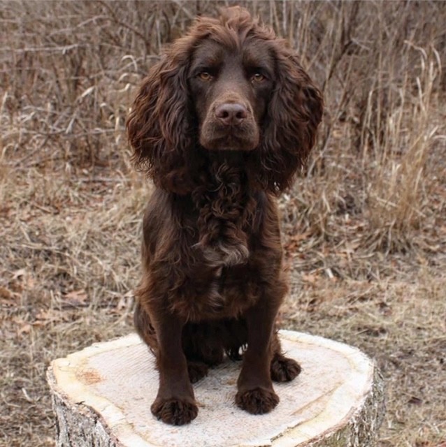 UK FIELD TRIAL CHAMPION PEDIGREE ENGLISH COCKER PUPS