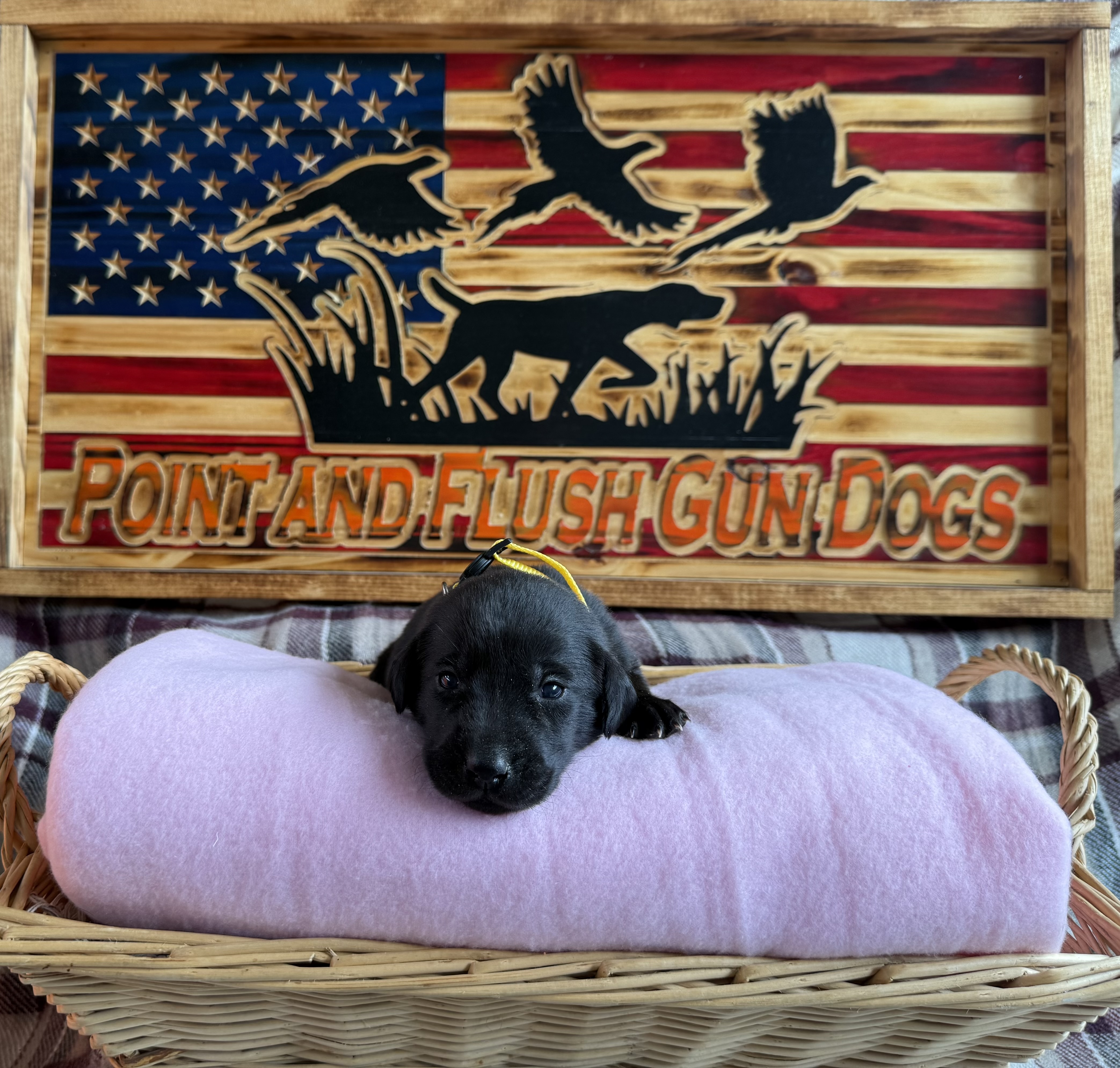 Labrador Retriever Puppies