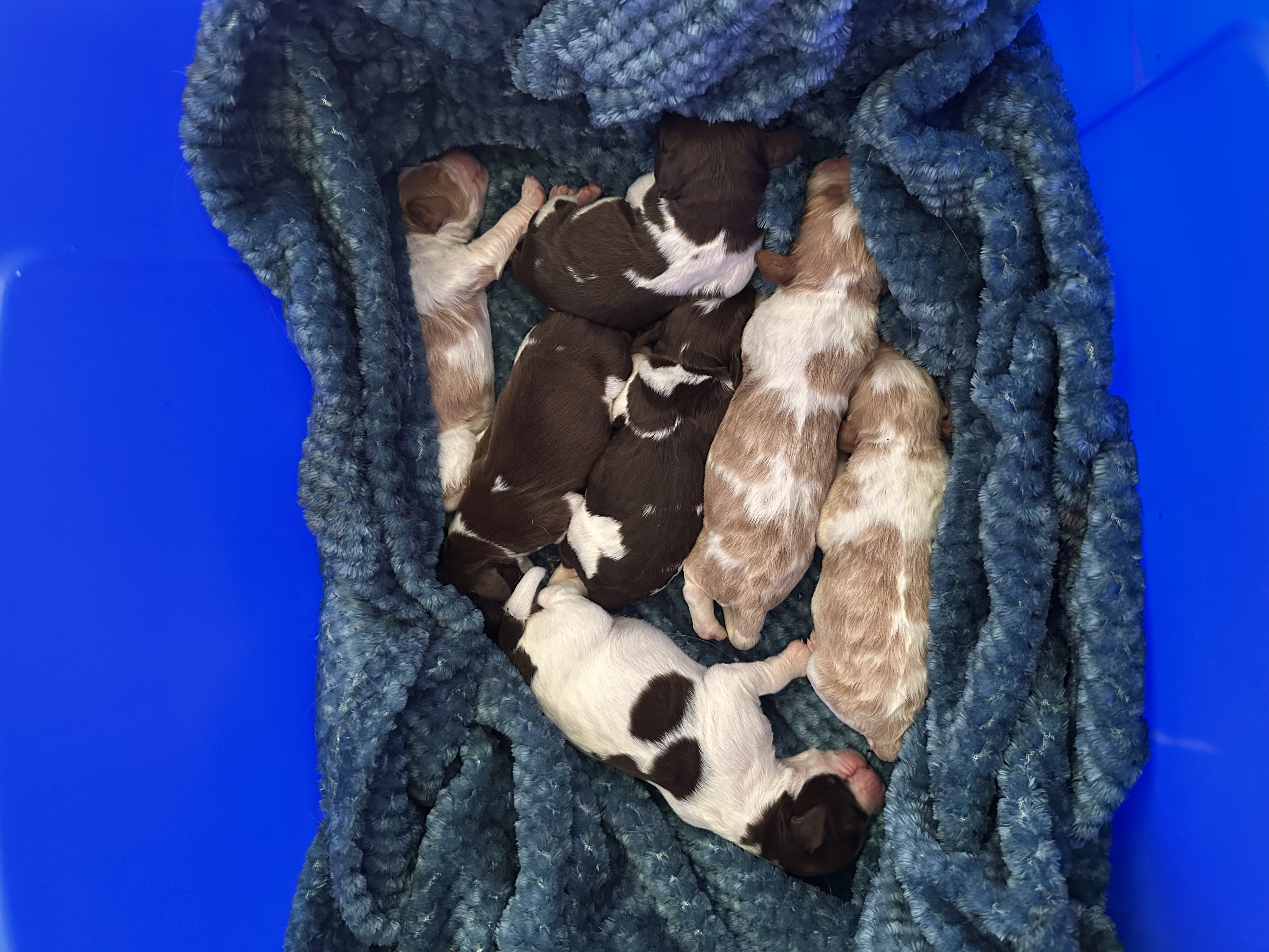 AKC Registered Brittney Spaniels