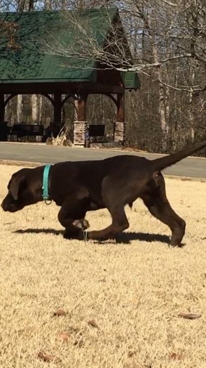 12 Week old Chocolate Male UKC & AKC Champion Hunting Lines. He is a retrieving machine.