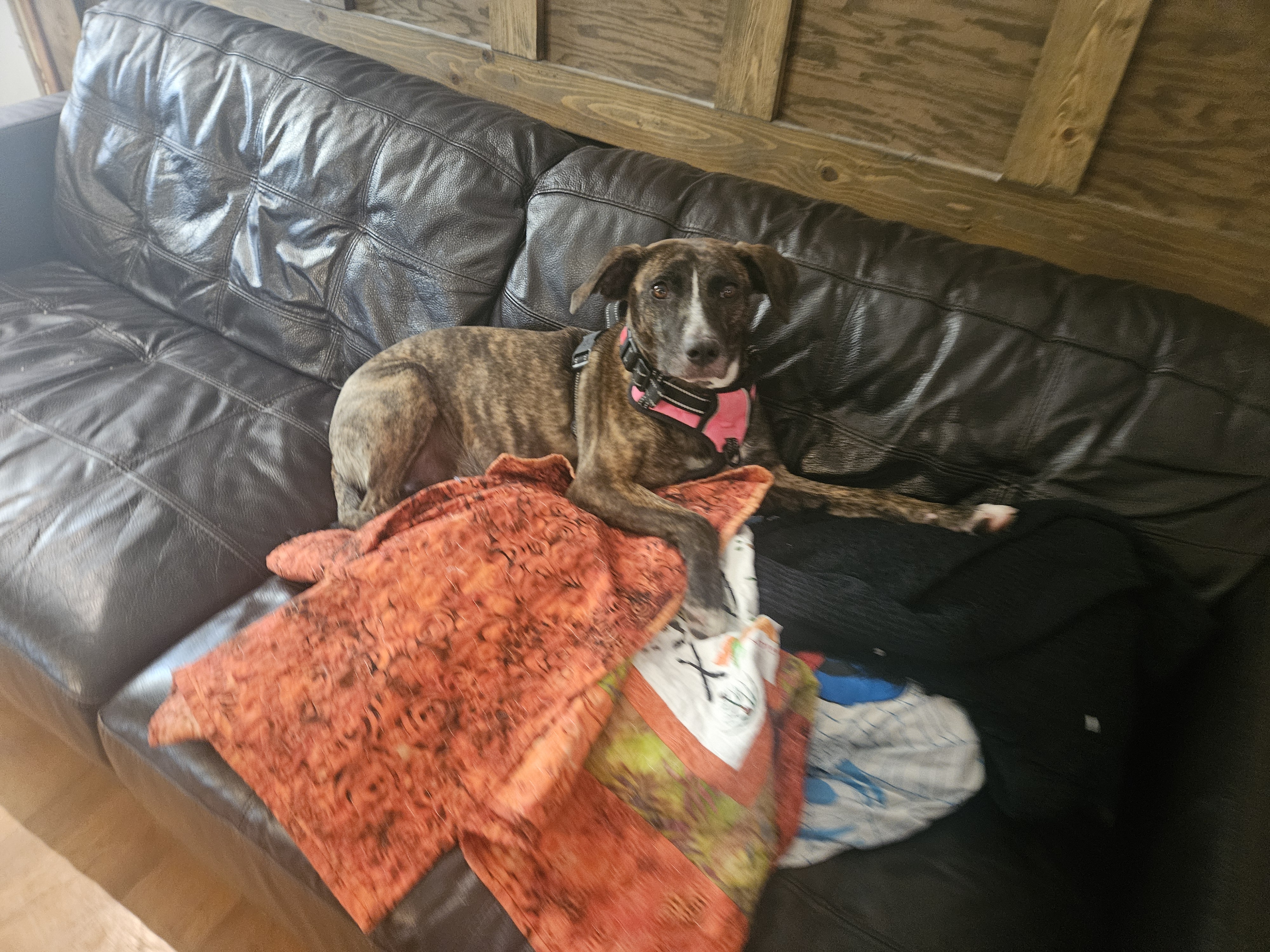 Hunting tree brindle 2yr