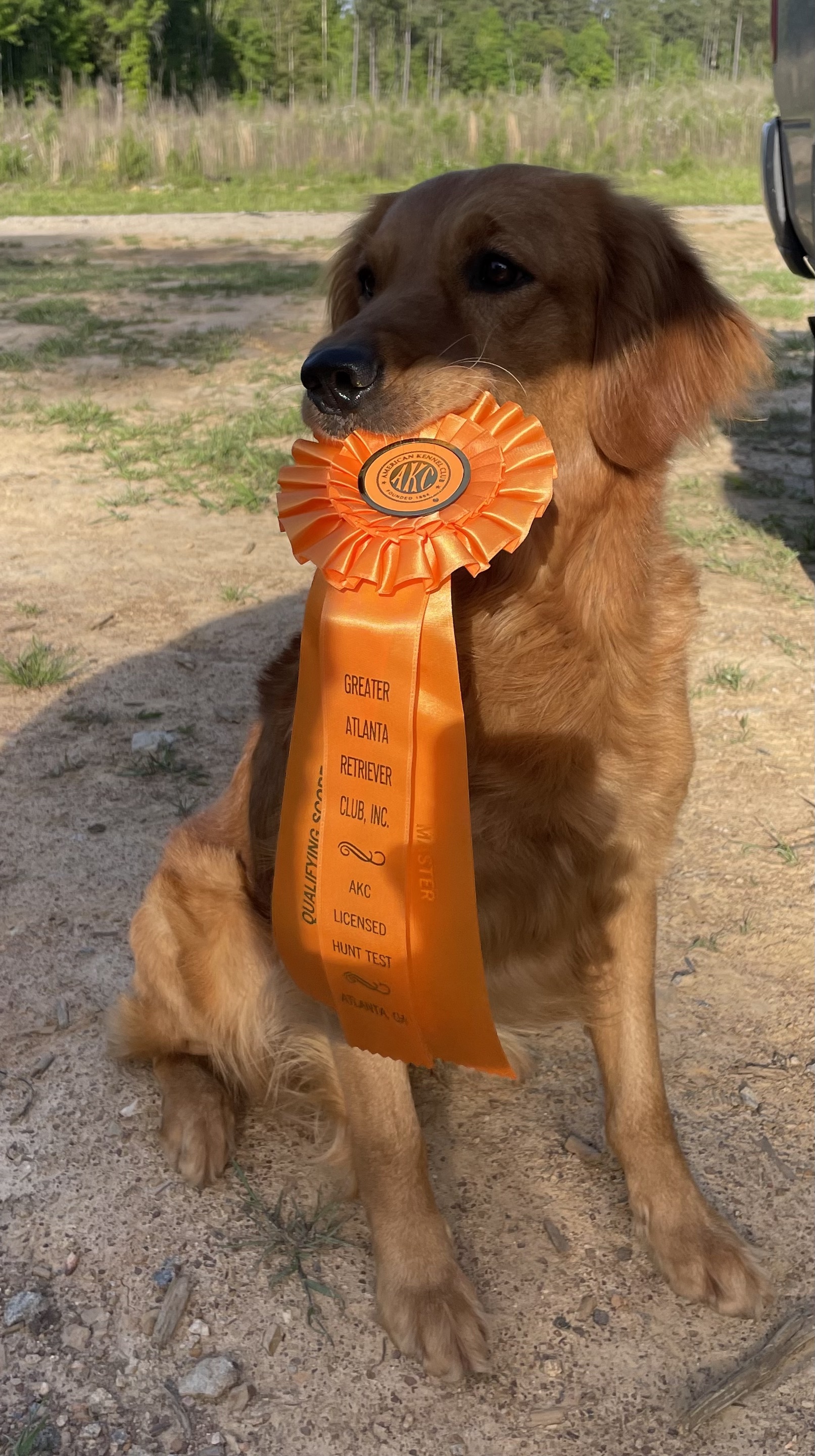 Fully Health Tested and Titled Golden Puppies