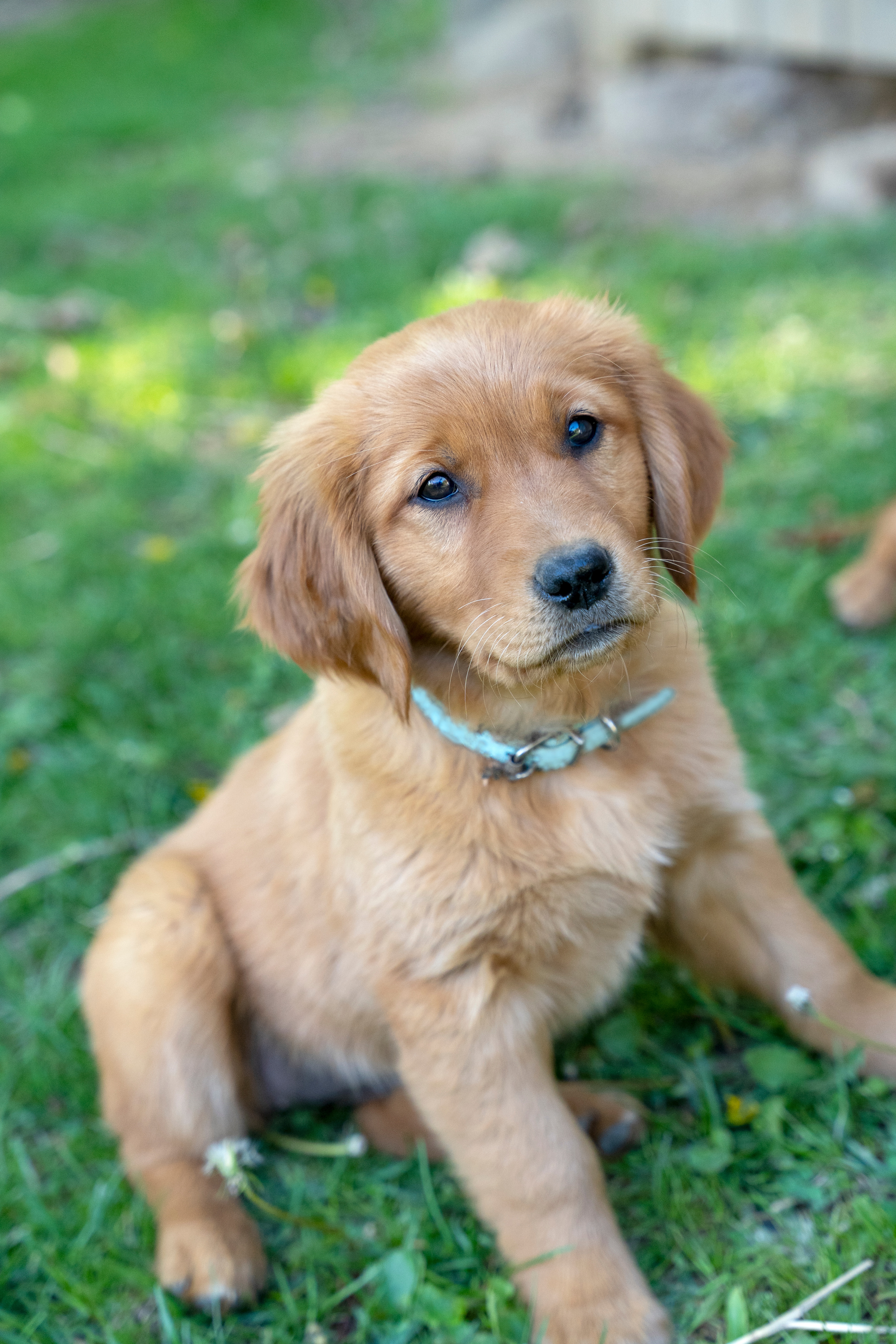 Field Bred AKC Golden Retrievers