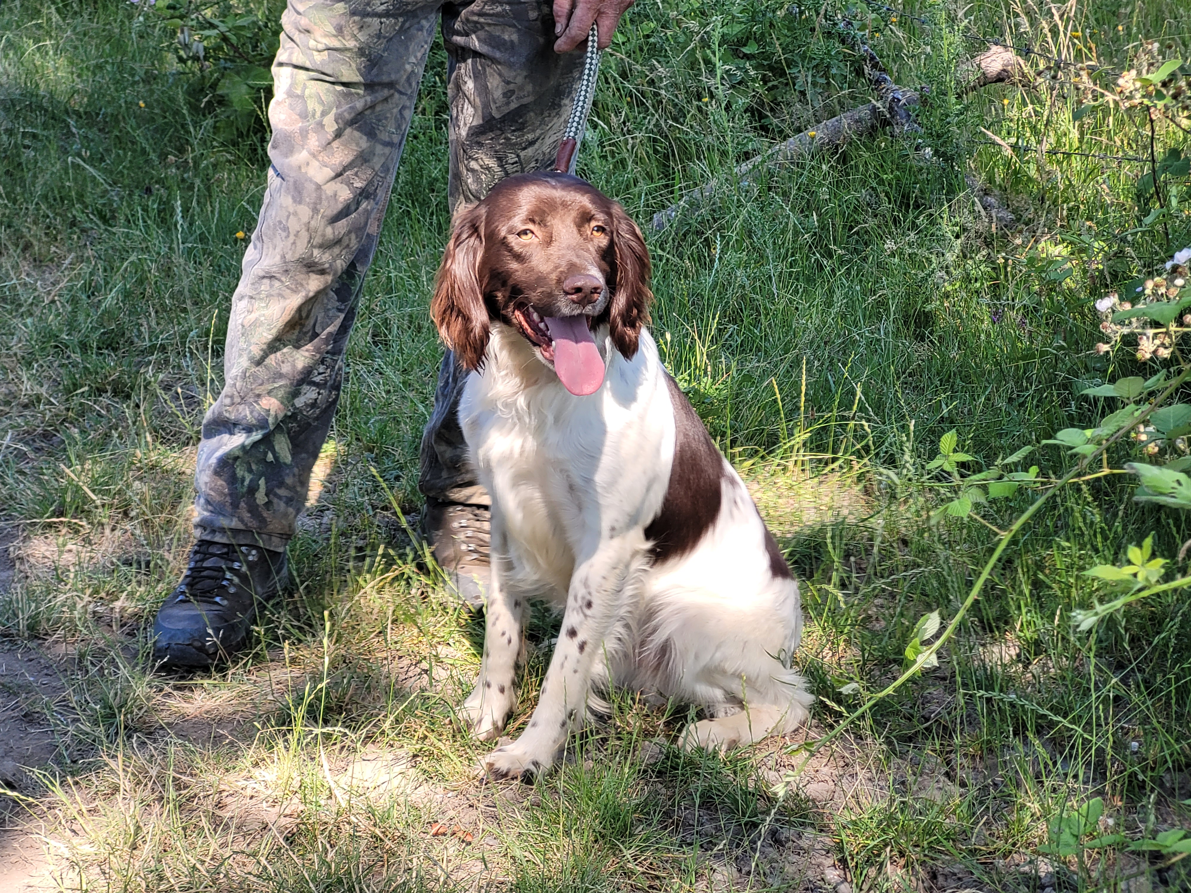 Finished 3 Year Old Springer Spaniel