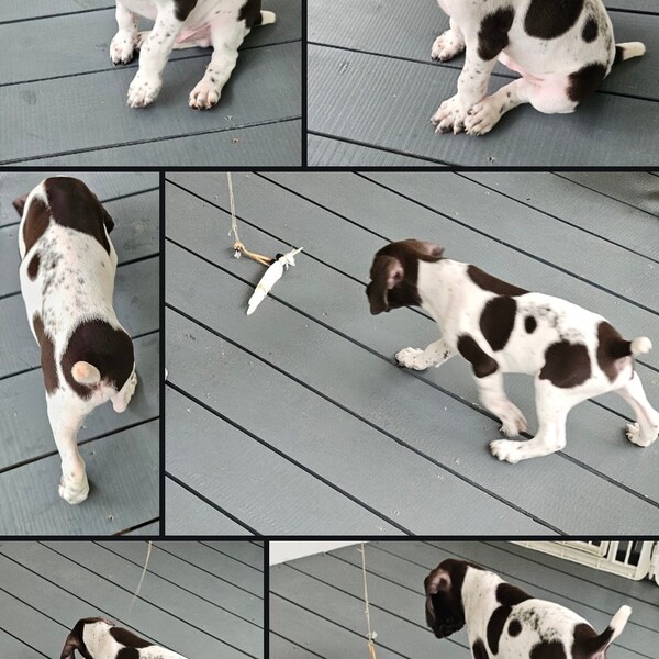 German short-haired  pointer puppies