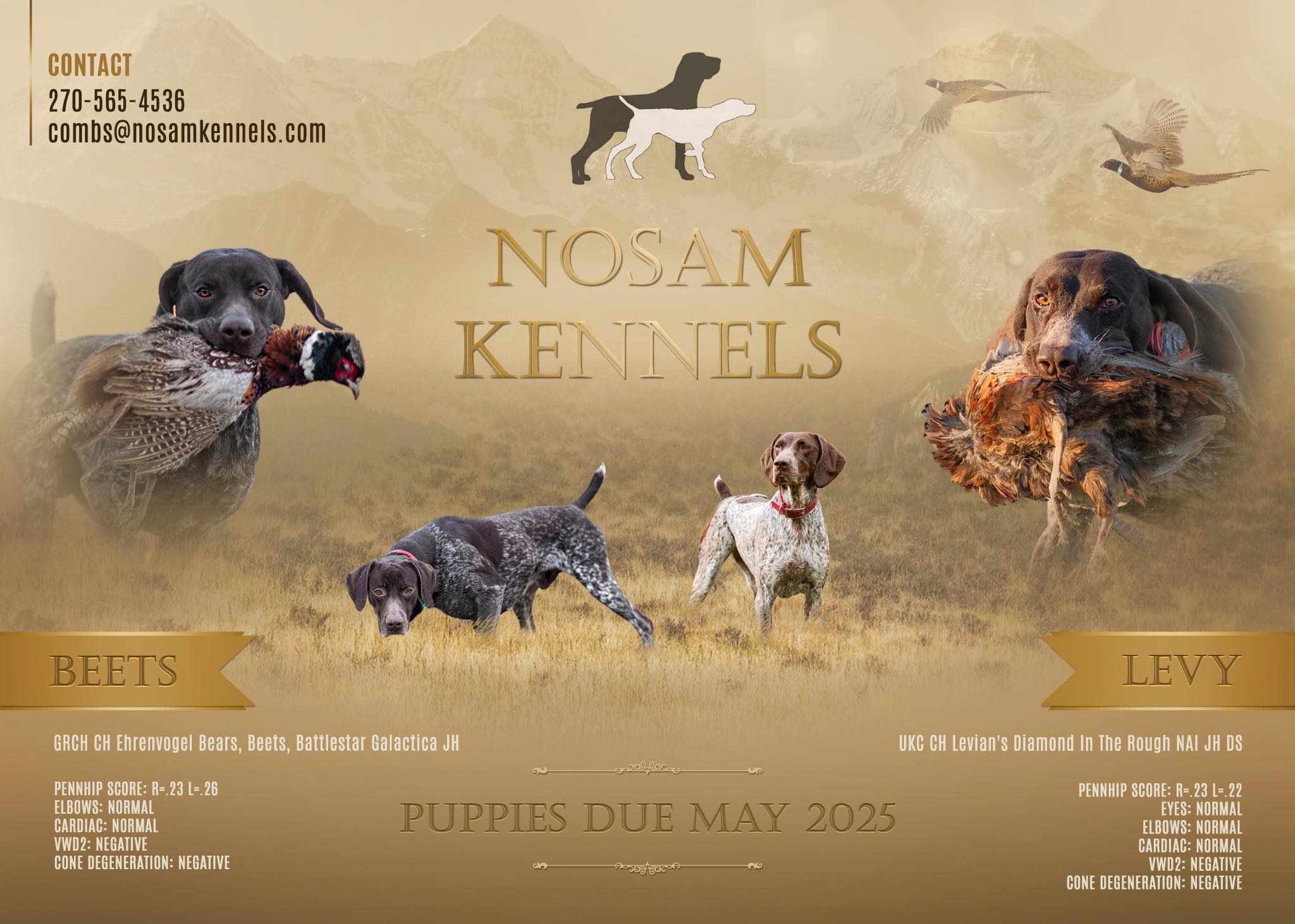 GSP puppies Kentucky