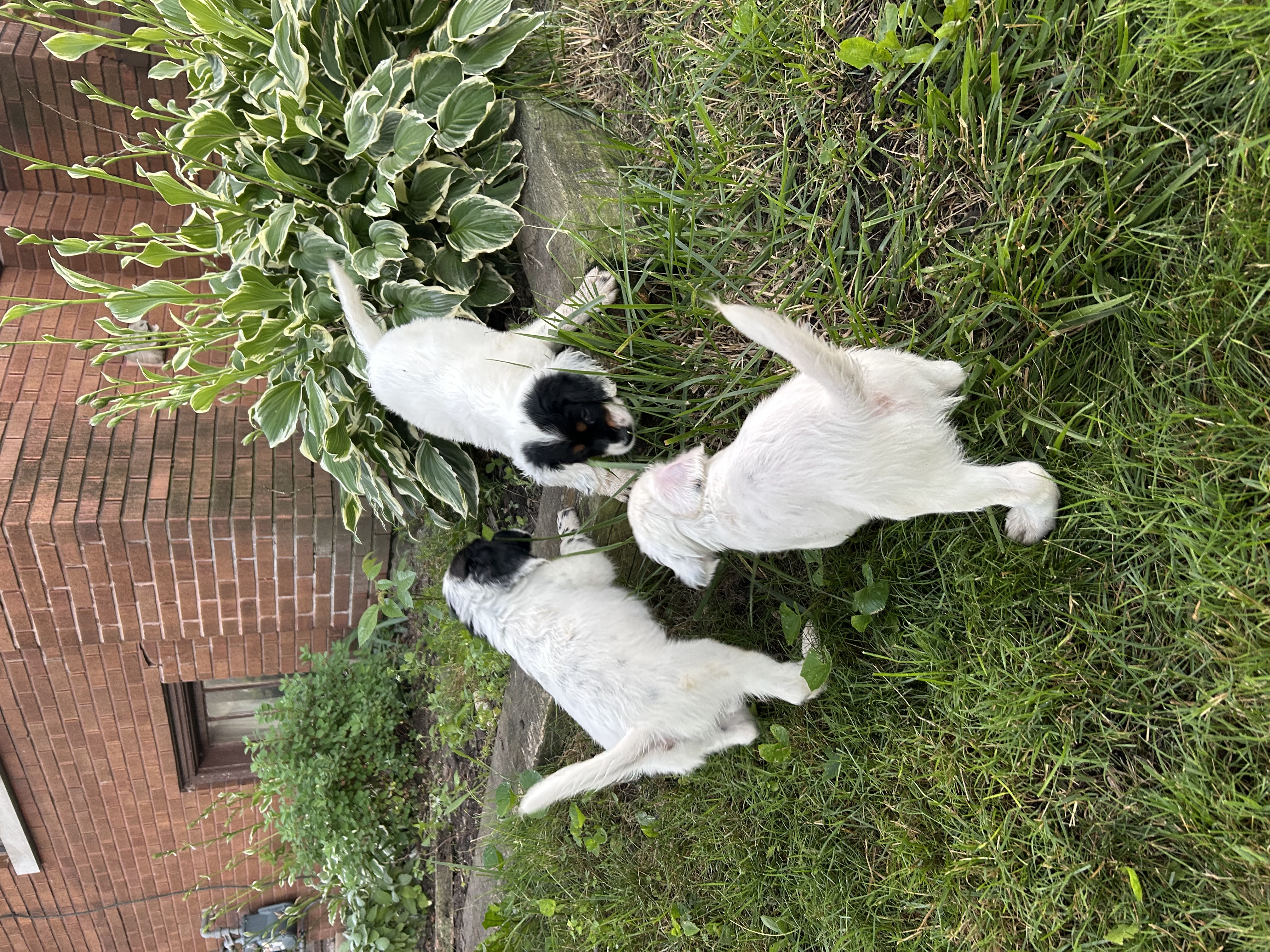 Llewellin Setter pups.