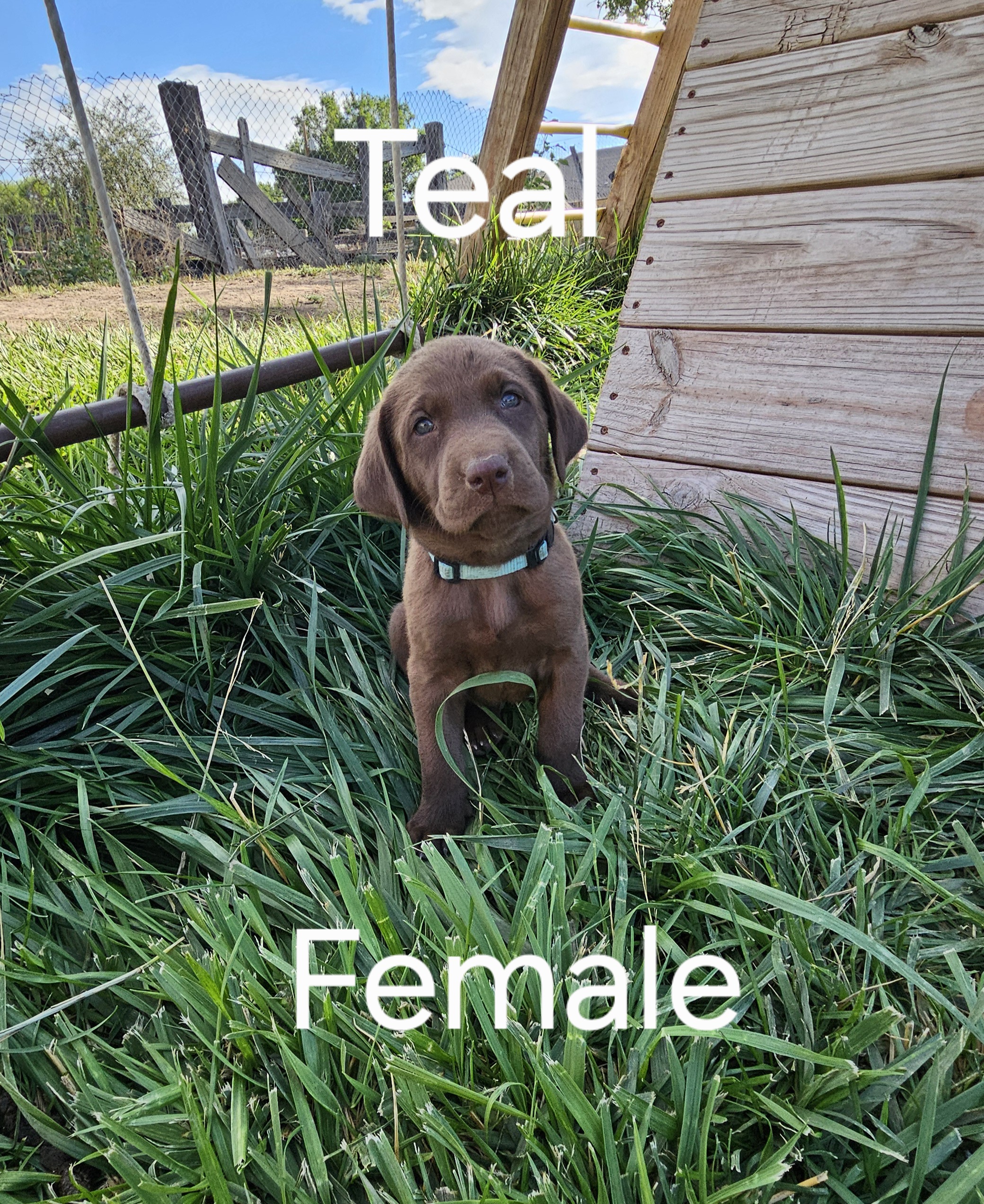 Akc Lab Puppies