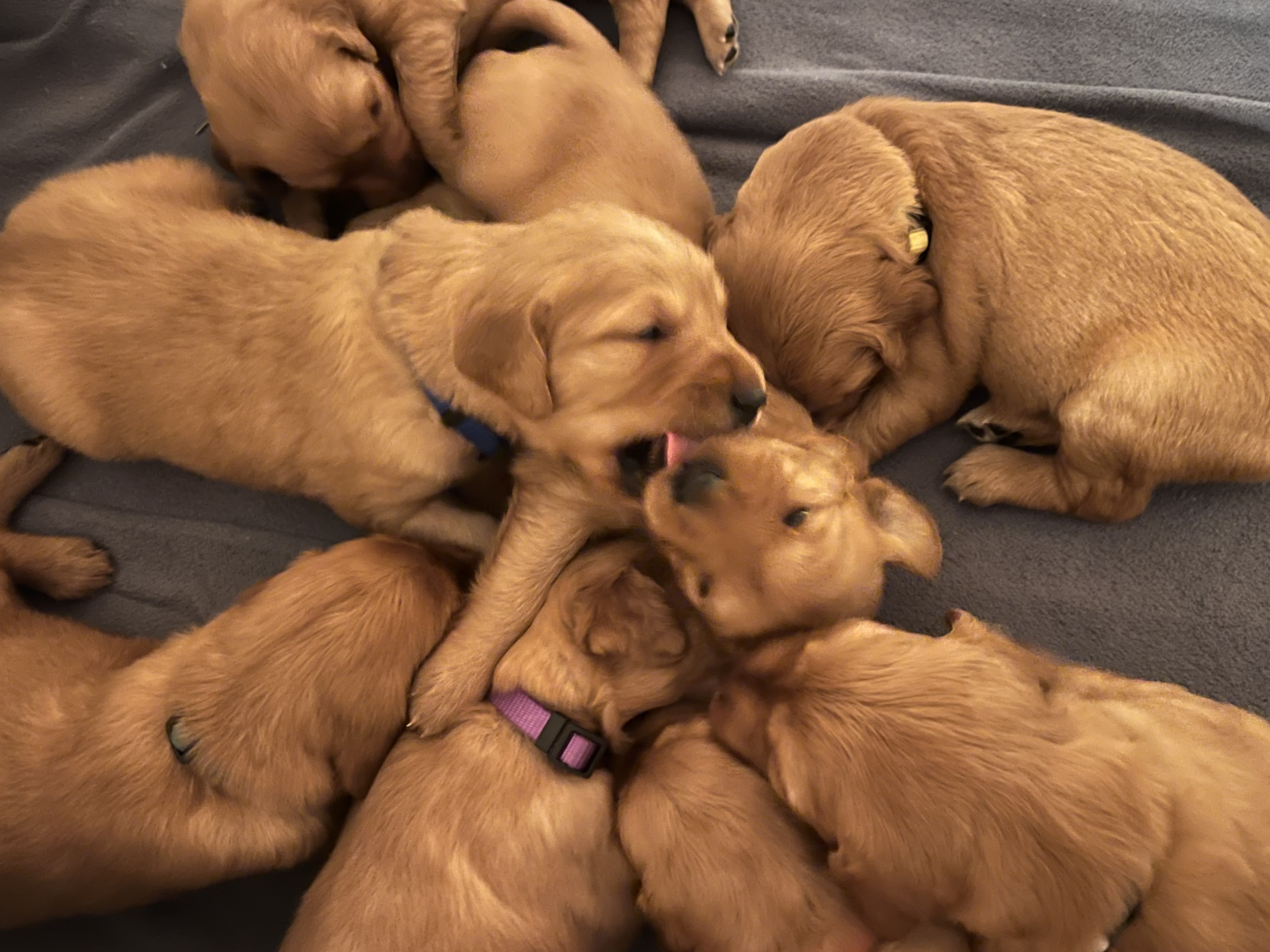 Red dog valley retrievers