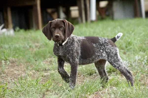 AKC German Shorthaired Pointer Puppies – 9 Weeks Old – $700 – Calhoun, GA