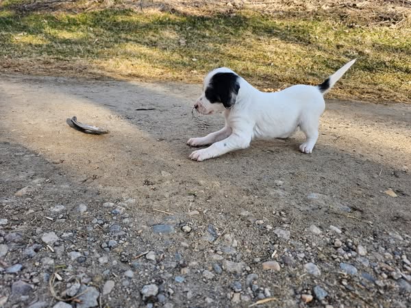 English Setter