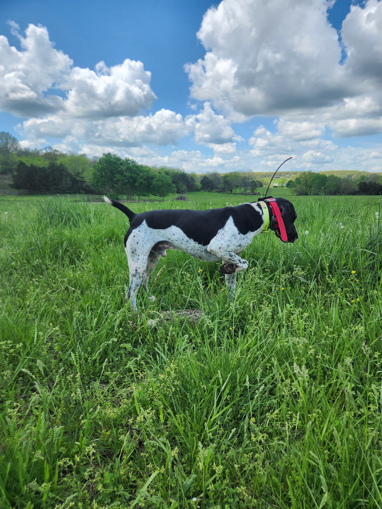 Started Male GSP for Sale