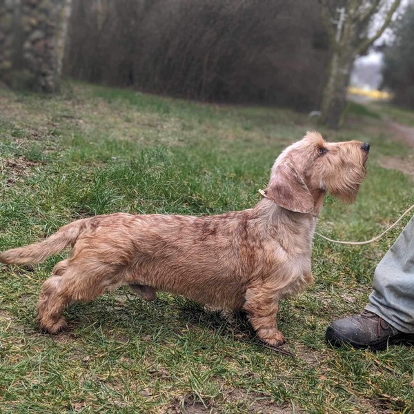 AKC Wirehair Dachshund Puppies