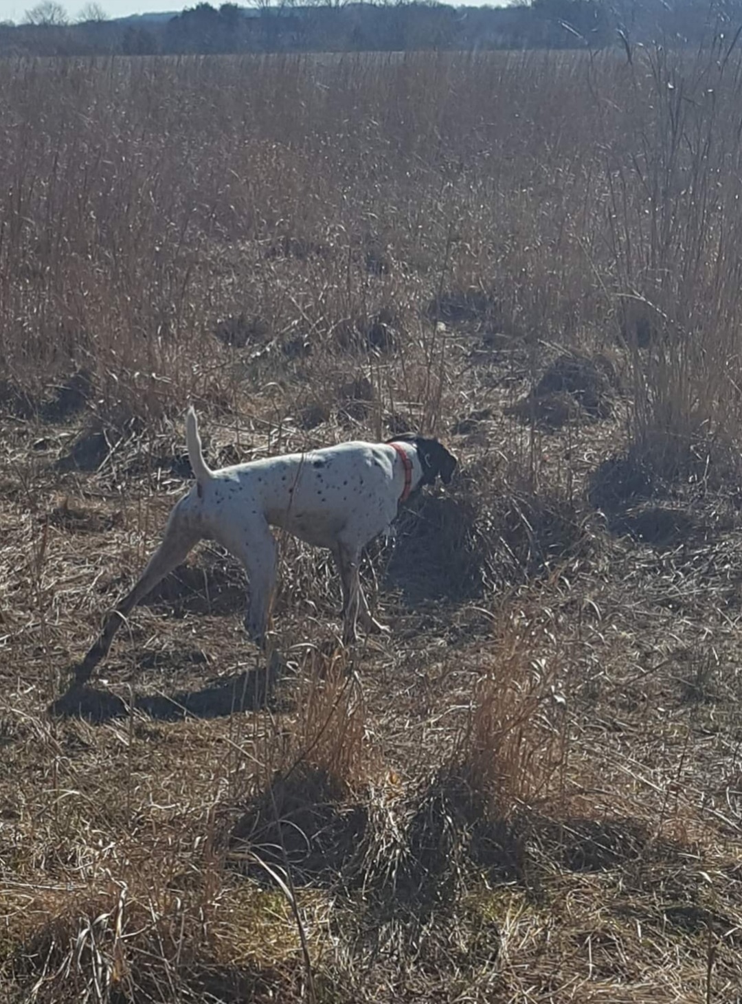 Champion Blood lines GSP's