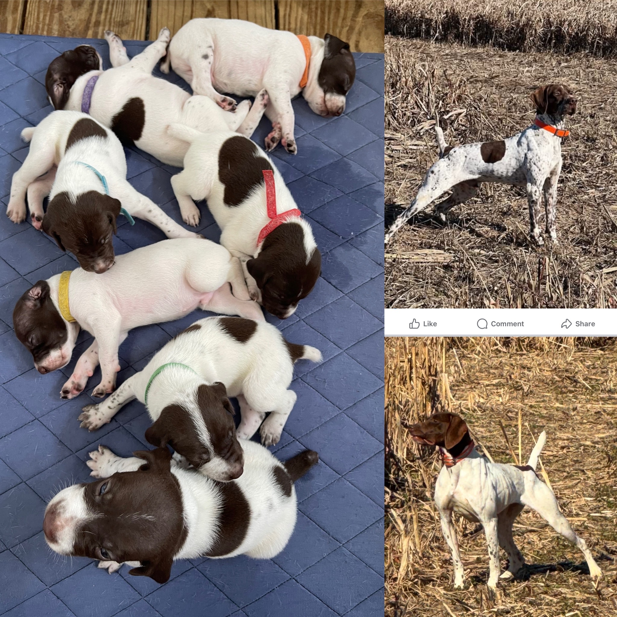 Registered AKC German shorthaired puppies