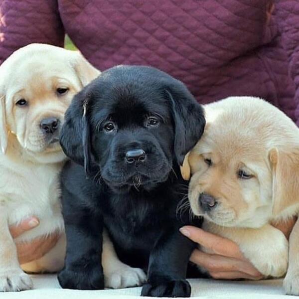 Black Labrador Retriever Puppies