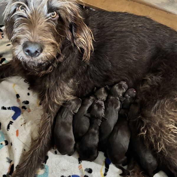 Puppies for Sale