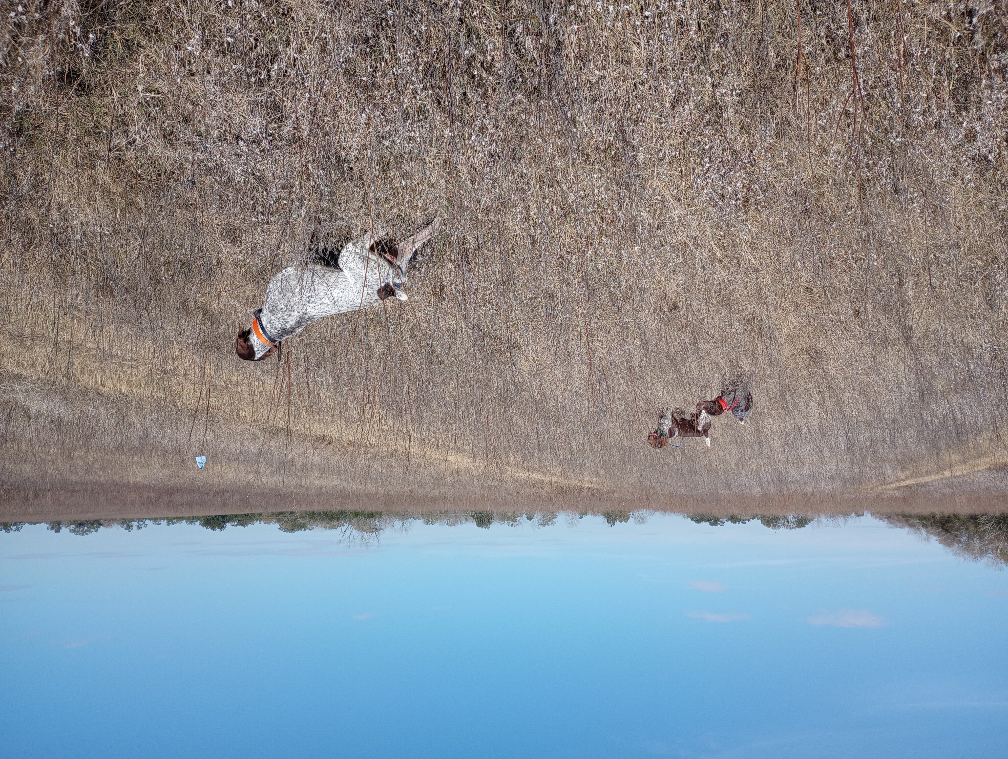 German Shorthair Pointer