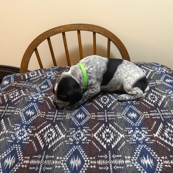 AKC German Shorthair Pointer Puppies