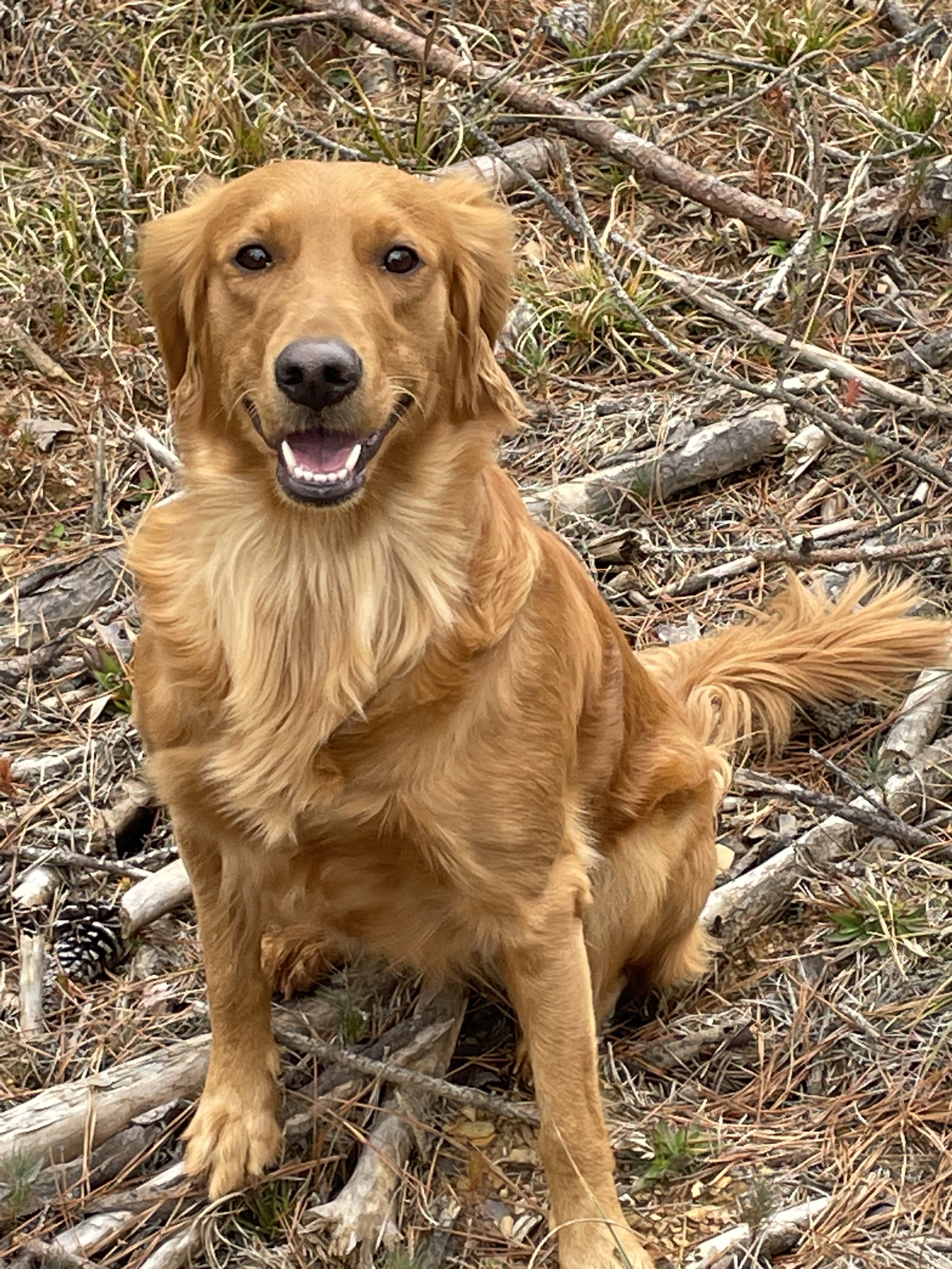 Smaller fully health tested and titled Golden Pups (reddish color)