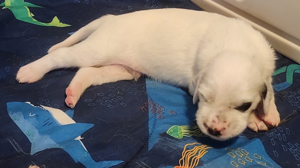 English Setter puppies