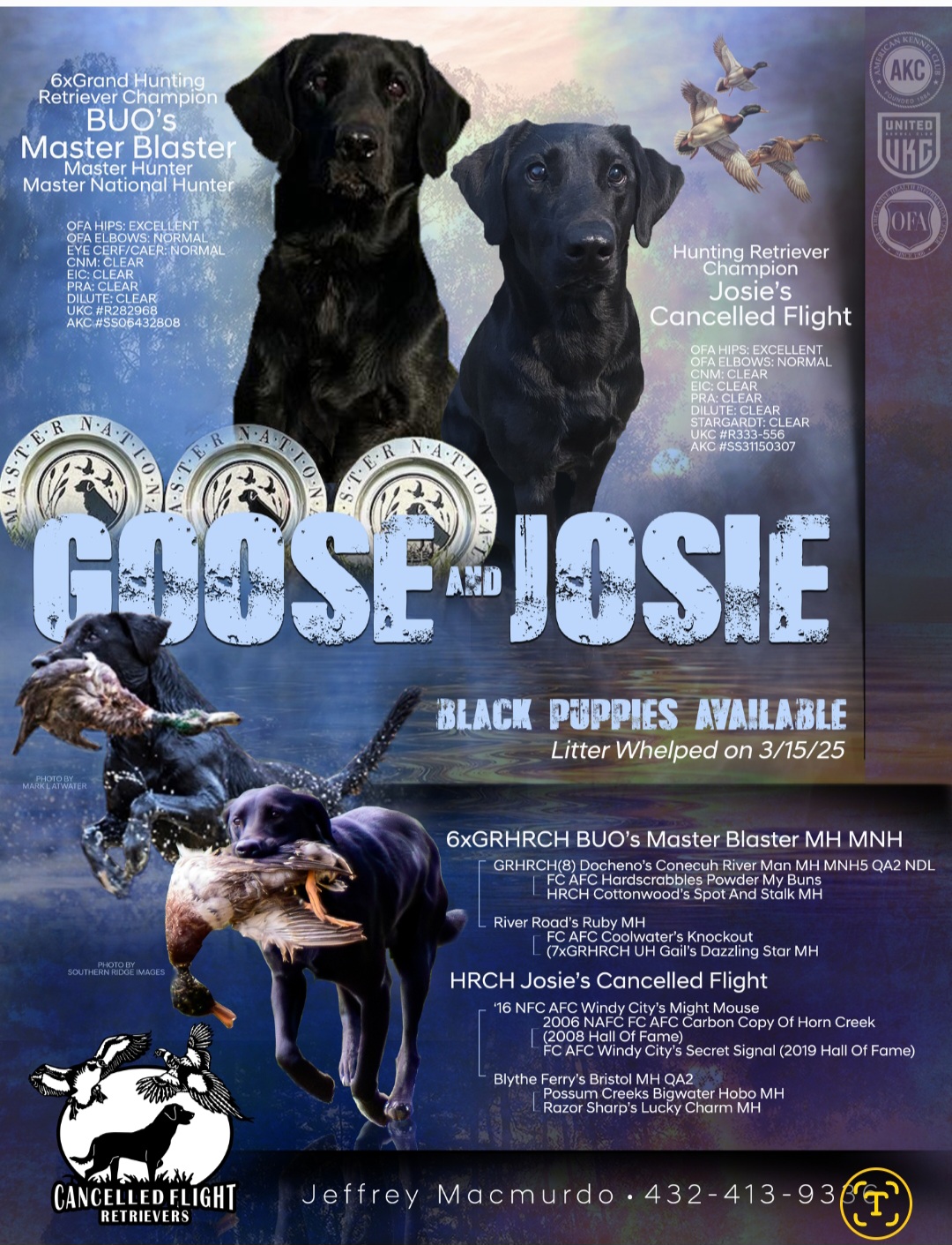 6xGRHRCH BUO’s Master Blaster MH MNH x HRCH Josie's Cancelled Flight