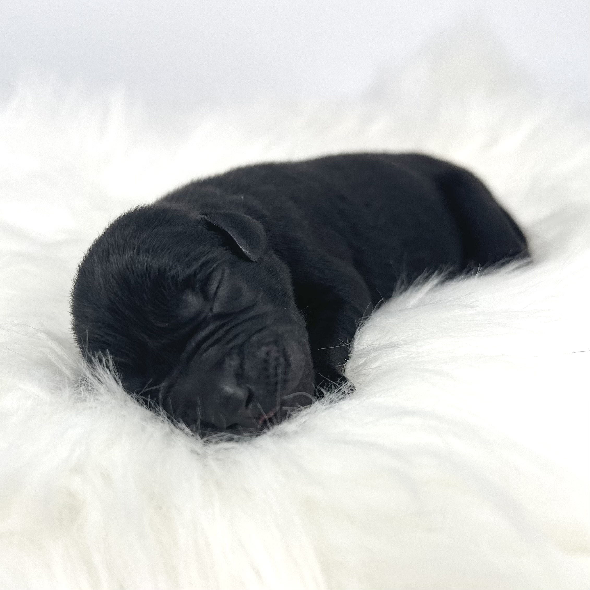 Ridge MH x HR Drake - Black lab puppies raised with Puppy Culture