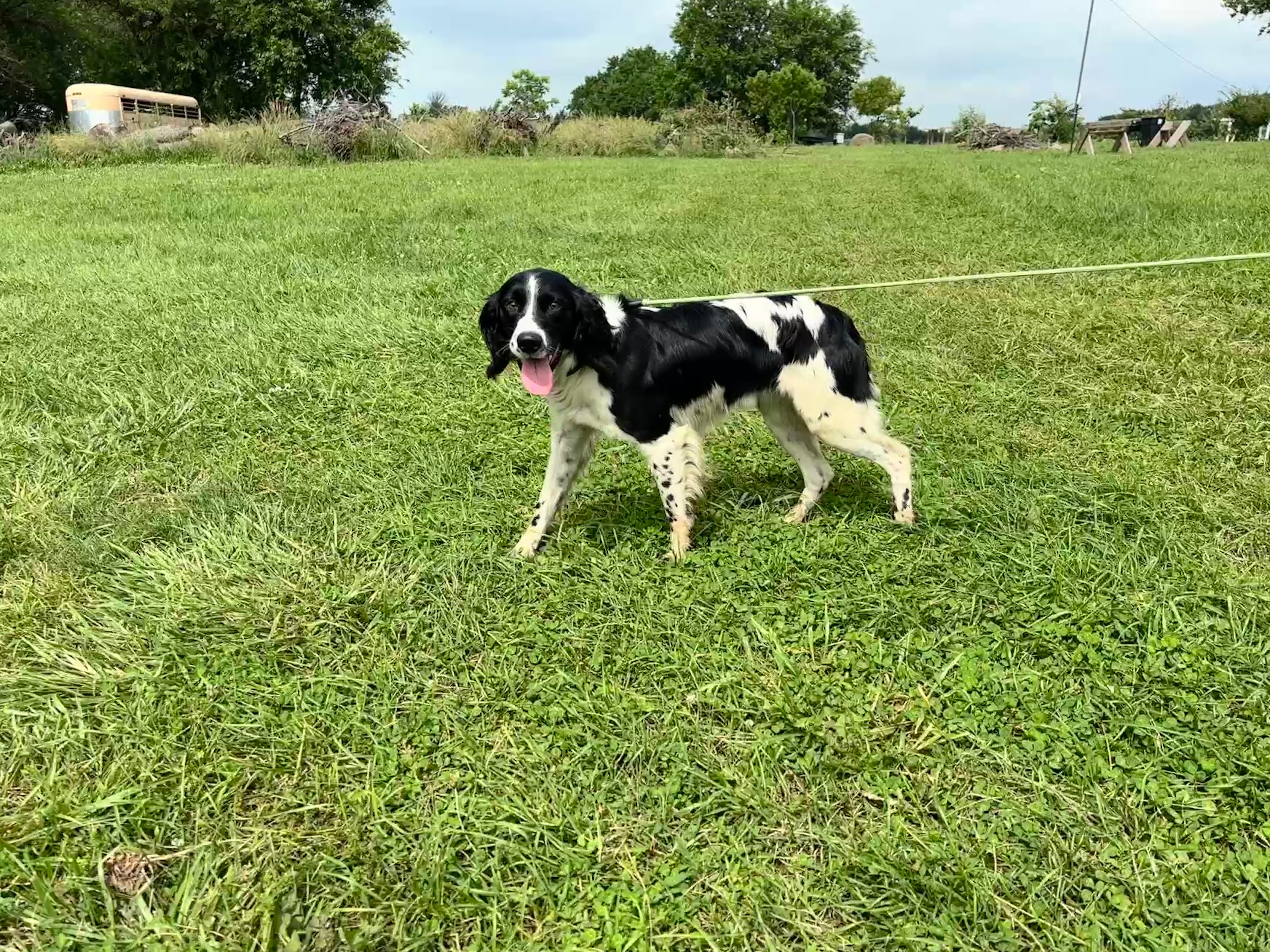 SPRINGER SPANIEL HUNTING DOG: Pure-bred, champion blood, pedigreed, Junior Hunt Test Title