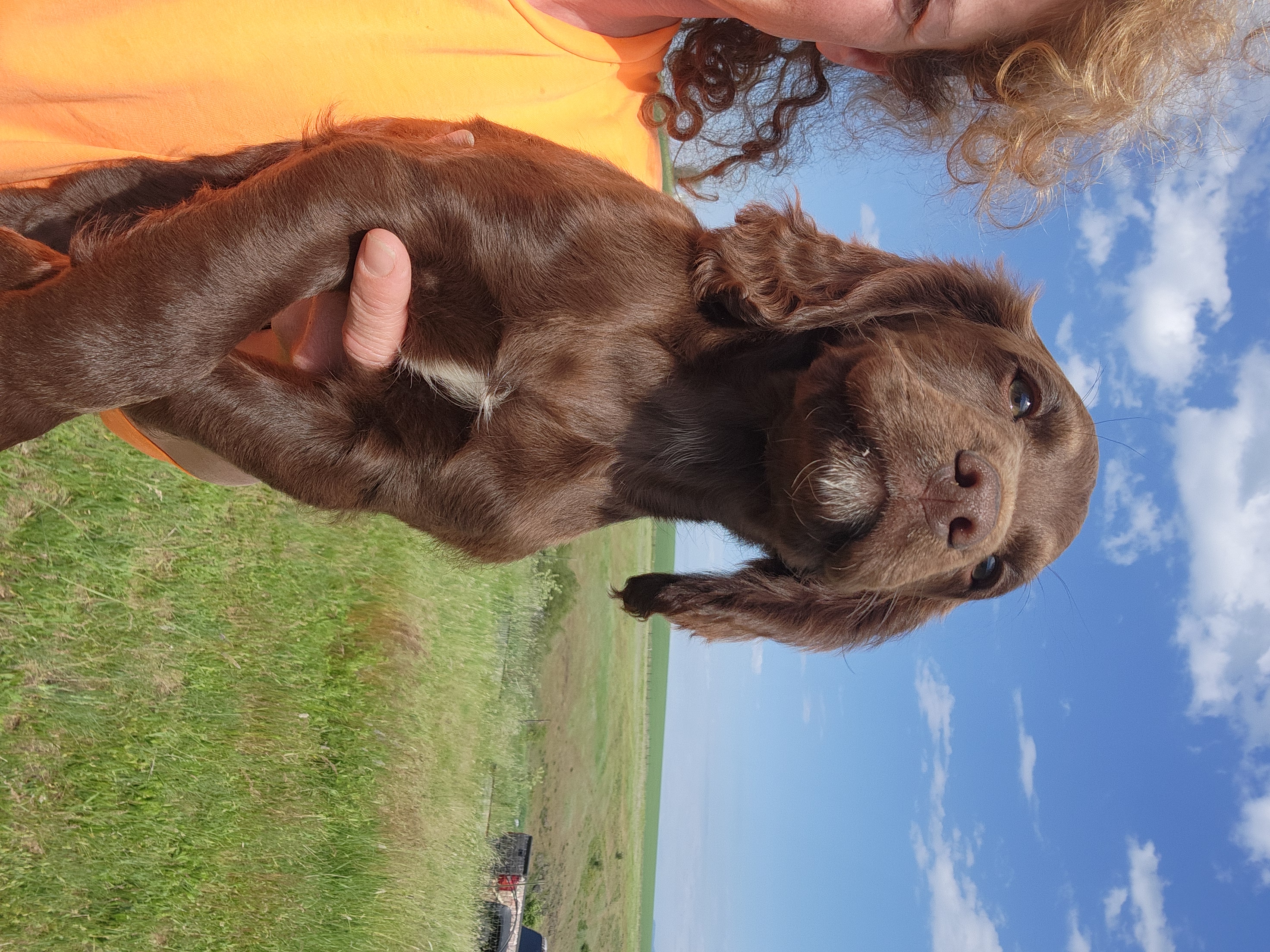 Top hunting lines, great pups!