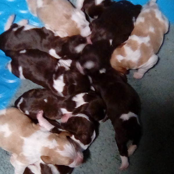 Brittany puppies