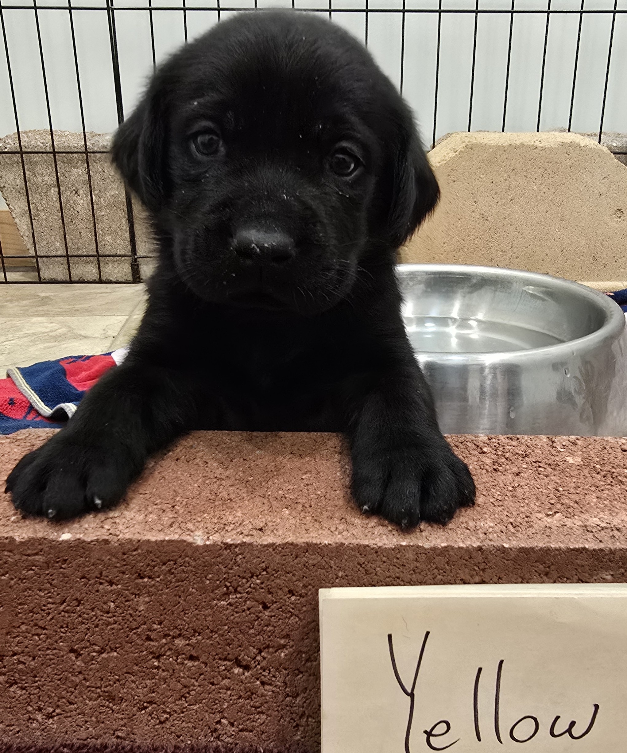 AKC & UKC Champion Bloodlines (Blacks & Chocolates)