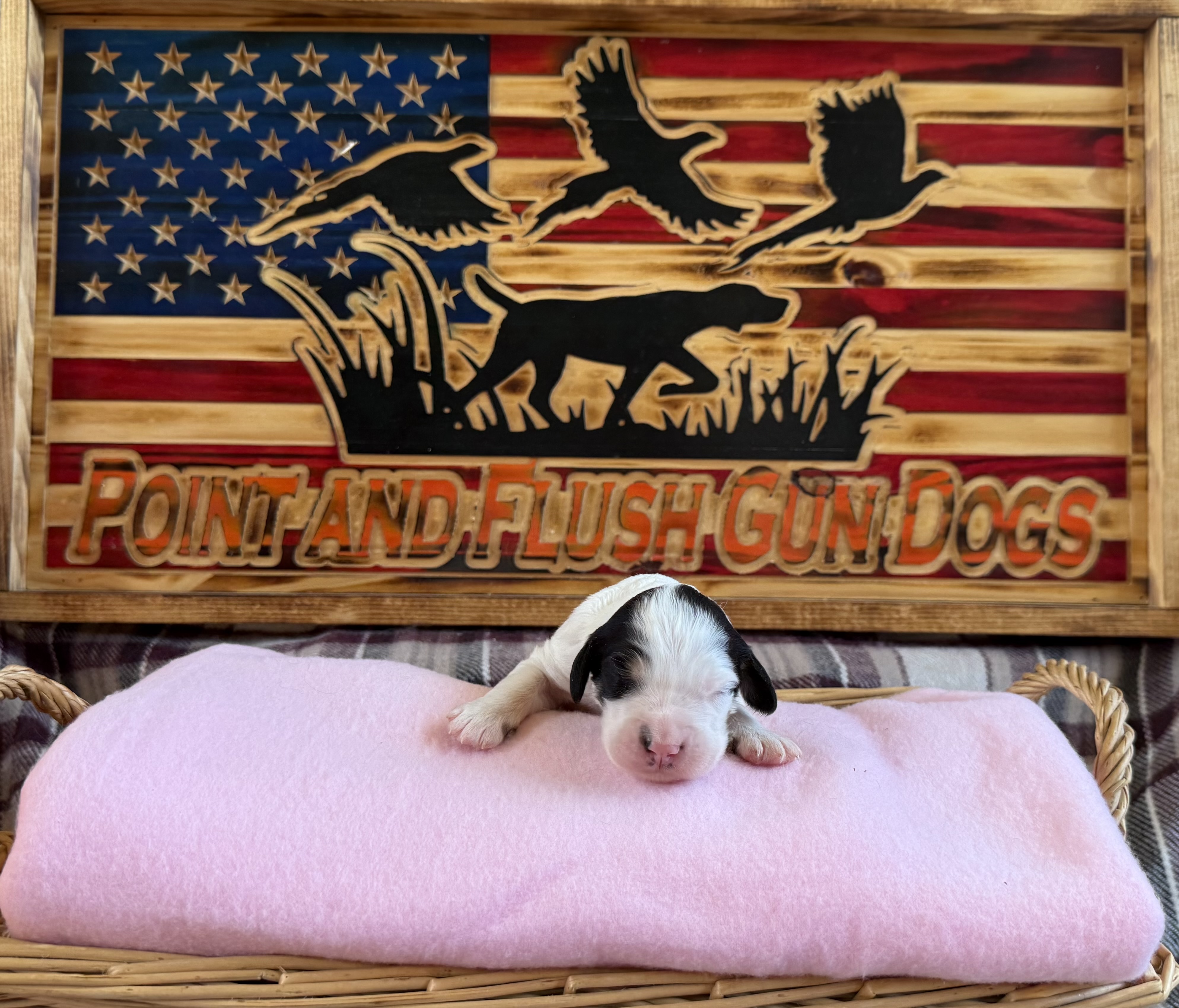 English Setter Puppies