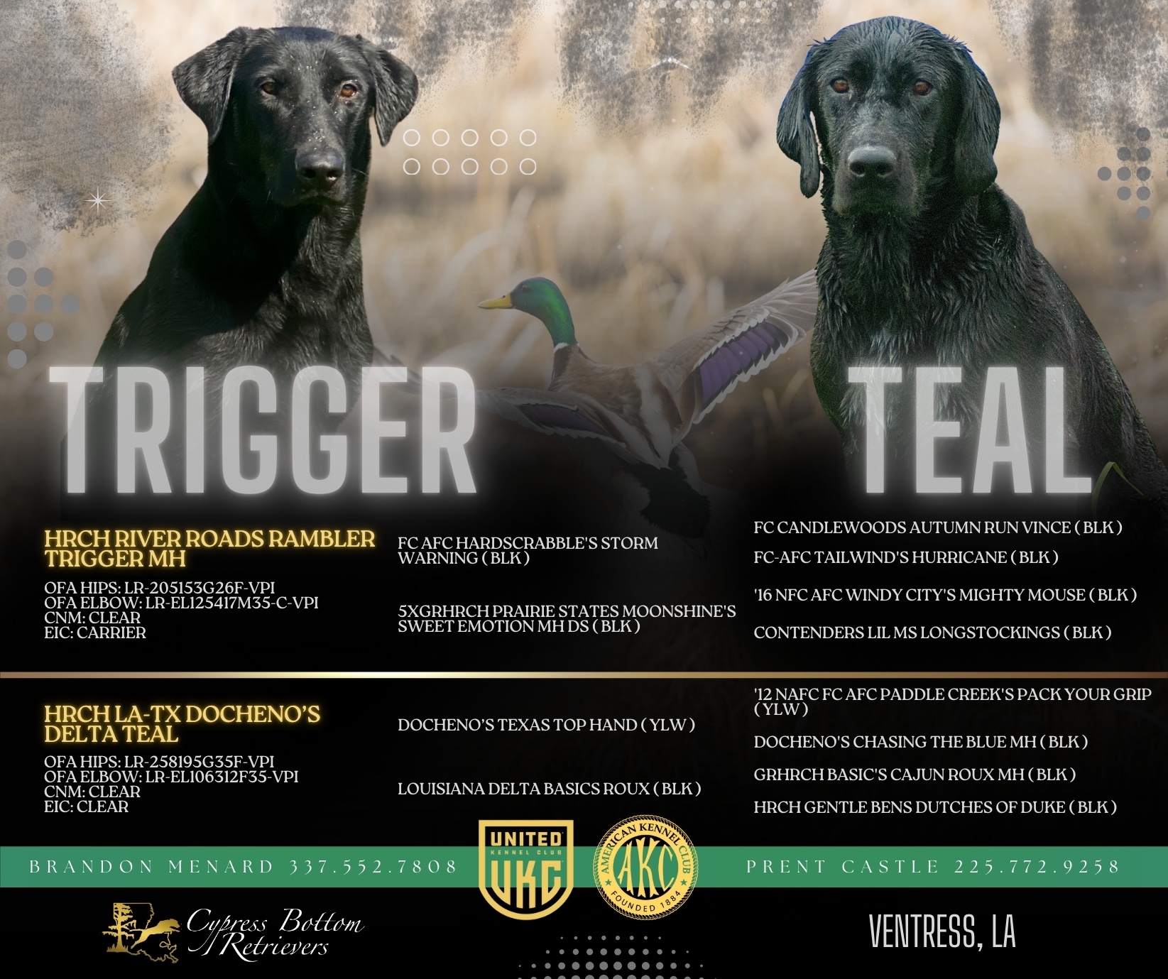 Champion Bloodline Lab Pups