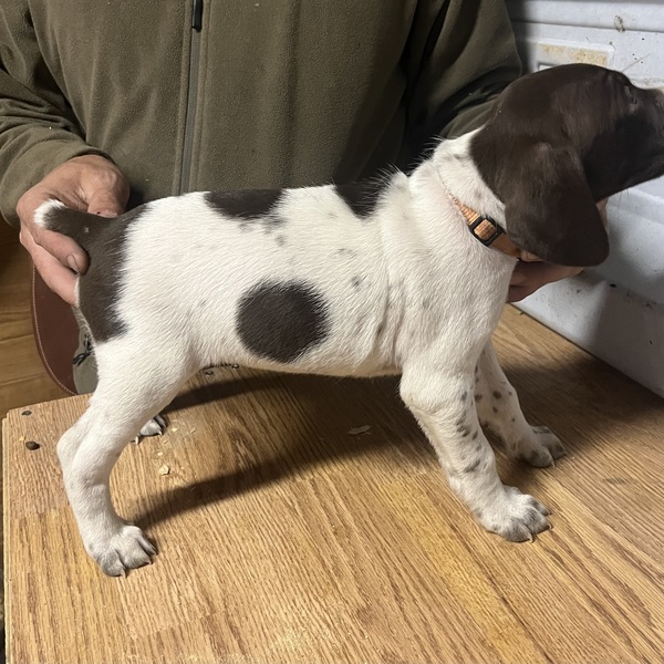German Shorthair Pointer Puppies