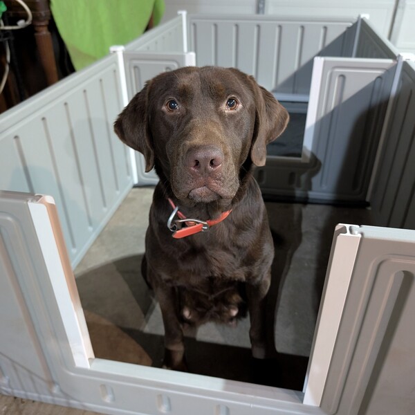 AKC Labrador retriever puppies