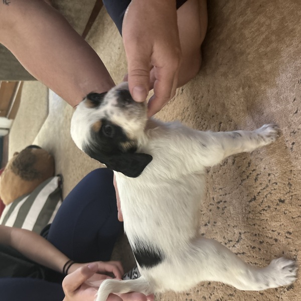 Flashy UKC English setter pups
