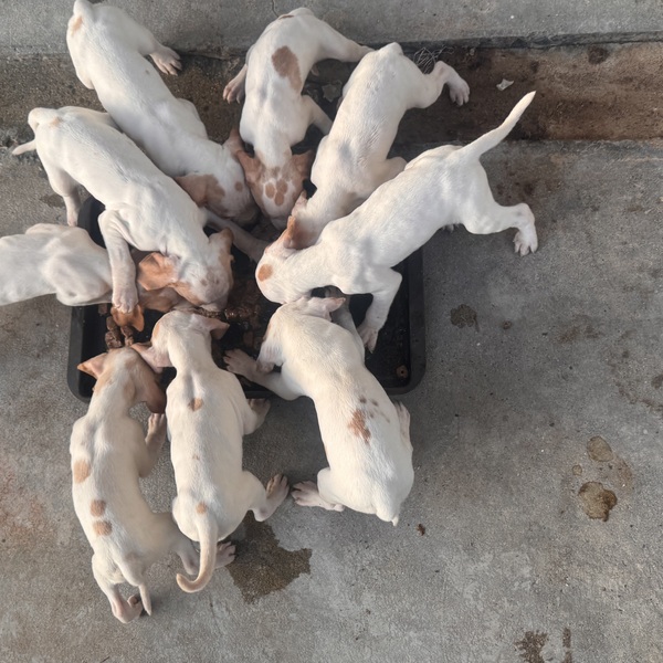 English pointer puppies